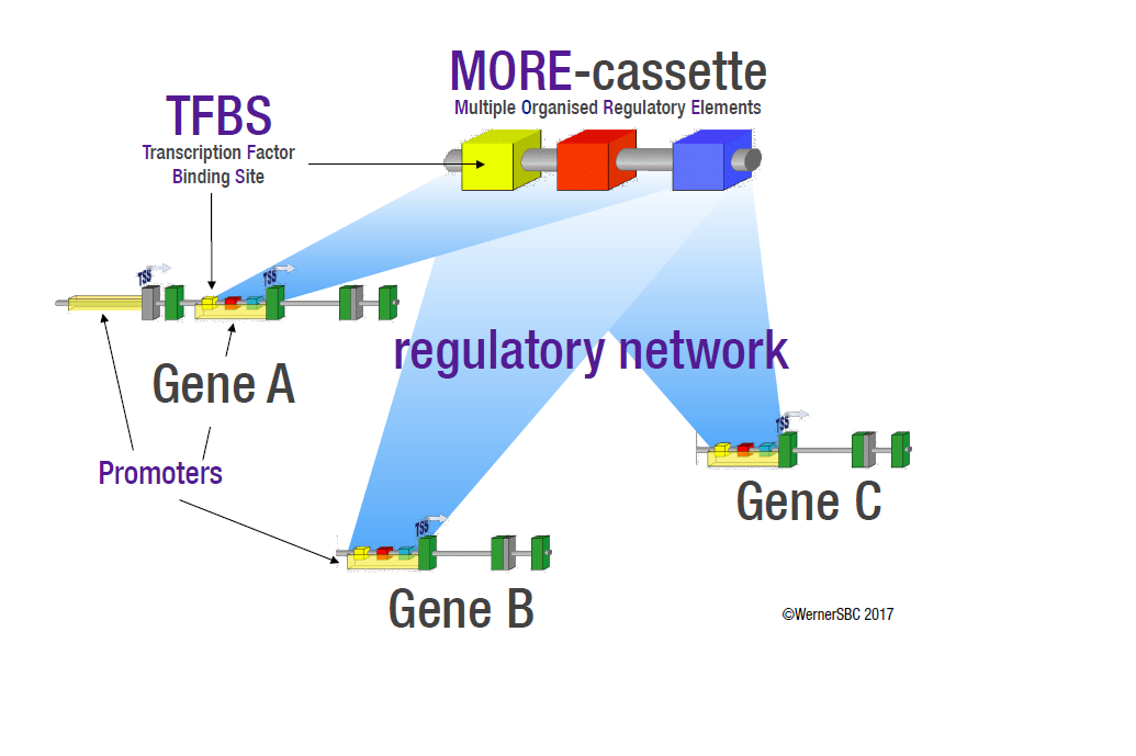 Illustration of the action of MORE cassettes in regulatory networks